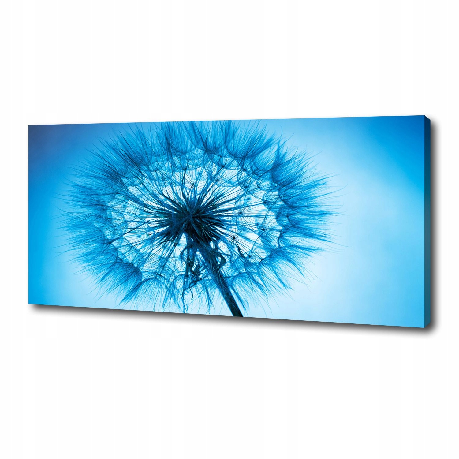 

Foto obraz canvas na ścianę Dmuchawiec 125x50 cm