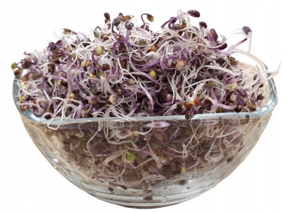 Levně Červená Kapusta Semínka Na Klíčky 500 g