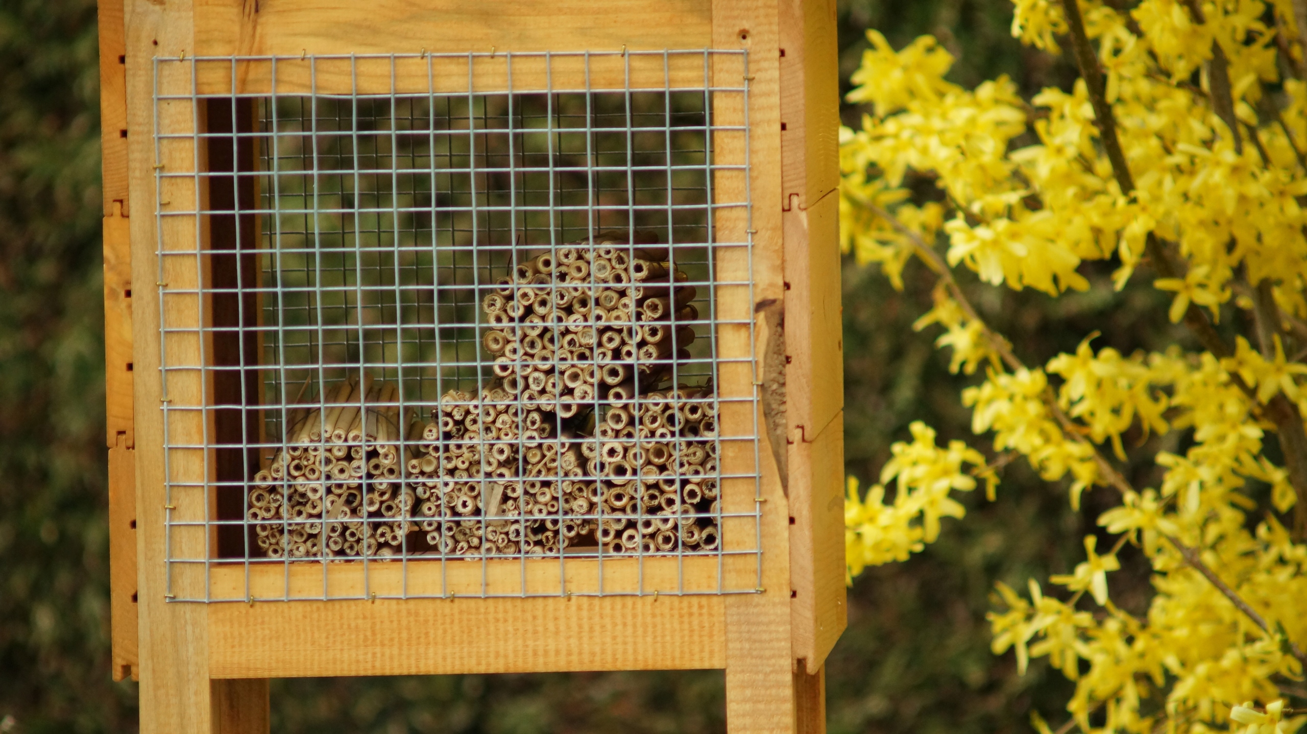 Ul murarka ogrodowa rurki trzcinowe ozdoba ogrodu Długość (cm) 40 cm