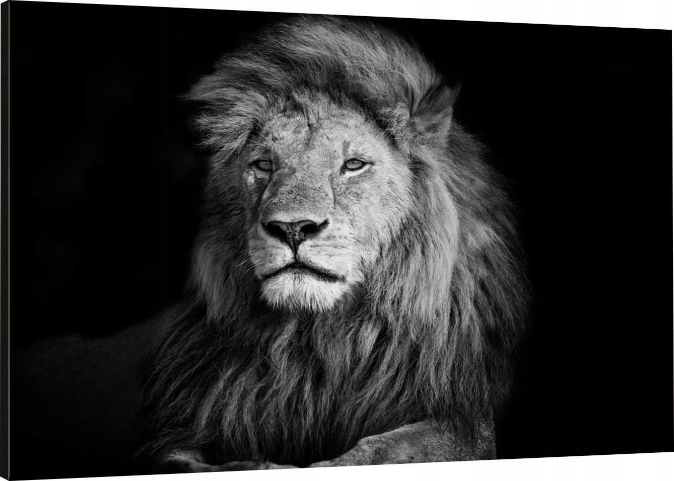 

Obraz Na Płótnie Czarno Biały Lew 120x80 980 Wz