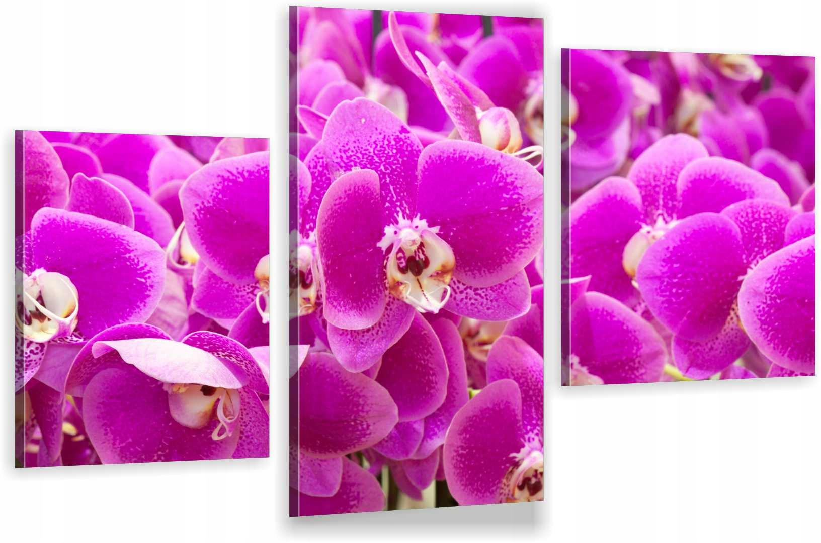 

Tryptyki Obraz Na Ścianę Różowe Storczyki 980 Wz