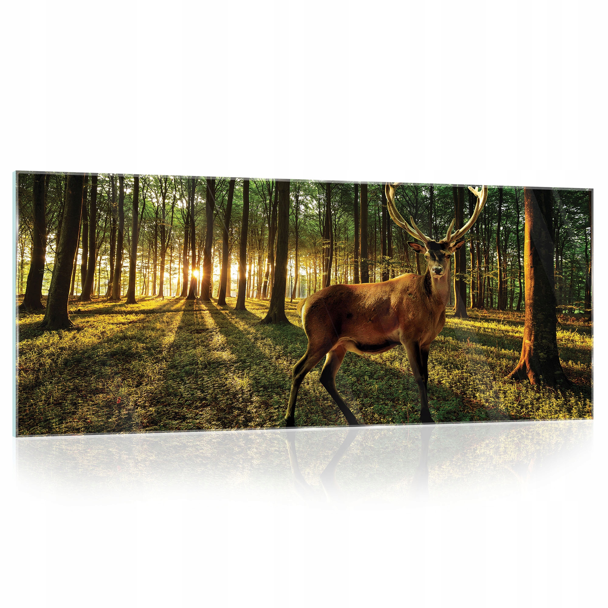 Obraz na skle Zvieratá jeleň les 125x50