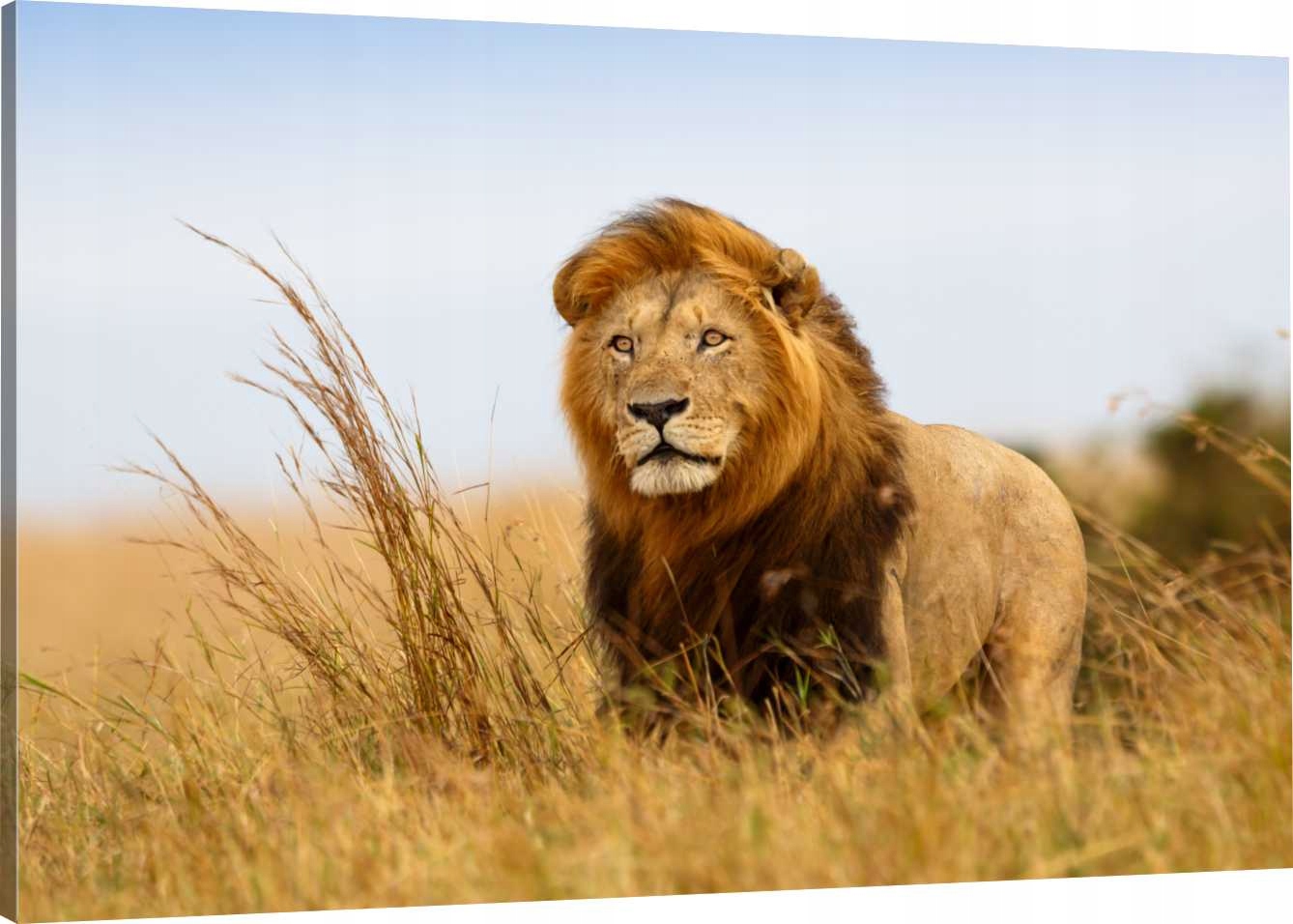 

Obraz Na Płótnie Lew Trawa Natura 110x70 980 Wz