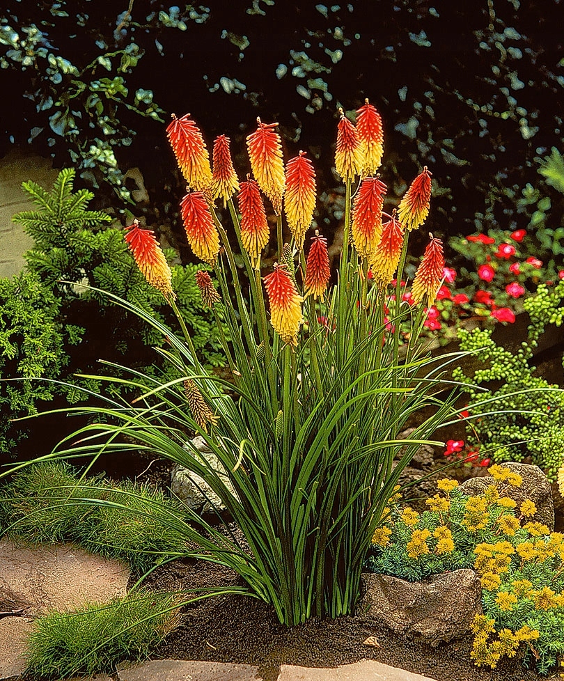 Книфофия Ягодная (Kniphofia uvaria)