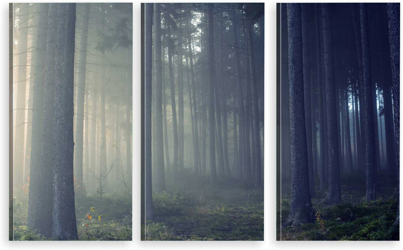 

Tryptyk Obraz Na Ścianę Las Mgła Natura 980 Wzorów