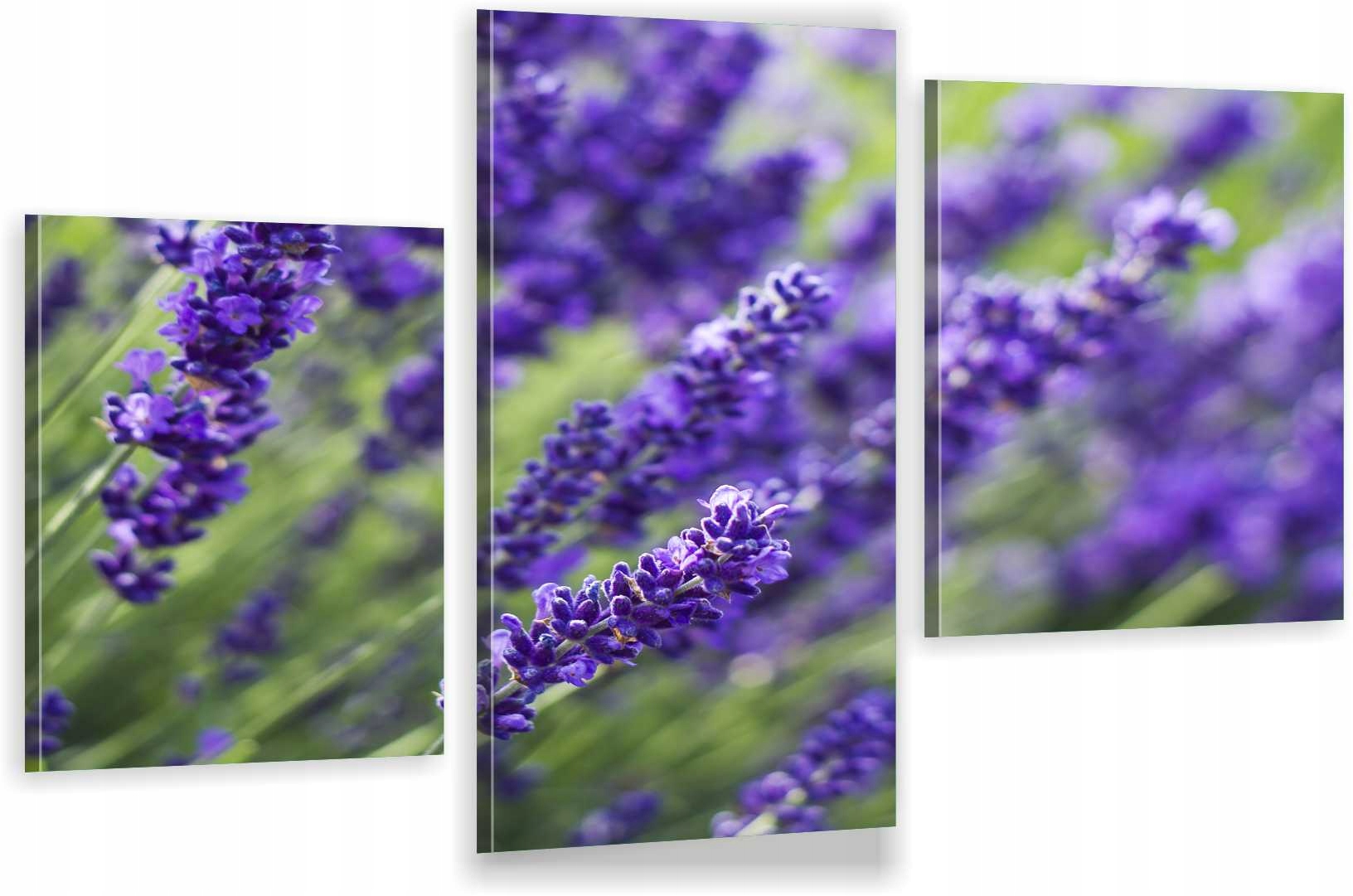 

Tryptyki Obraz Na Ścianę Do Kuchni Lawenda 800 Wz