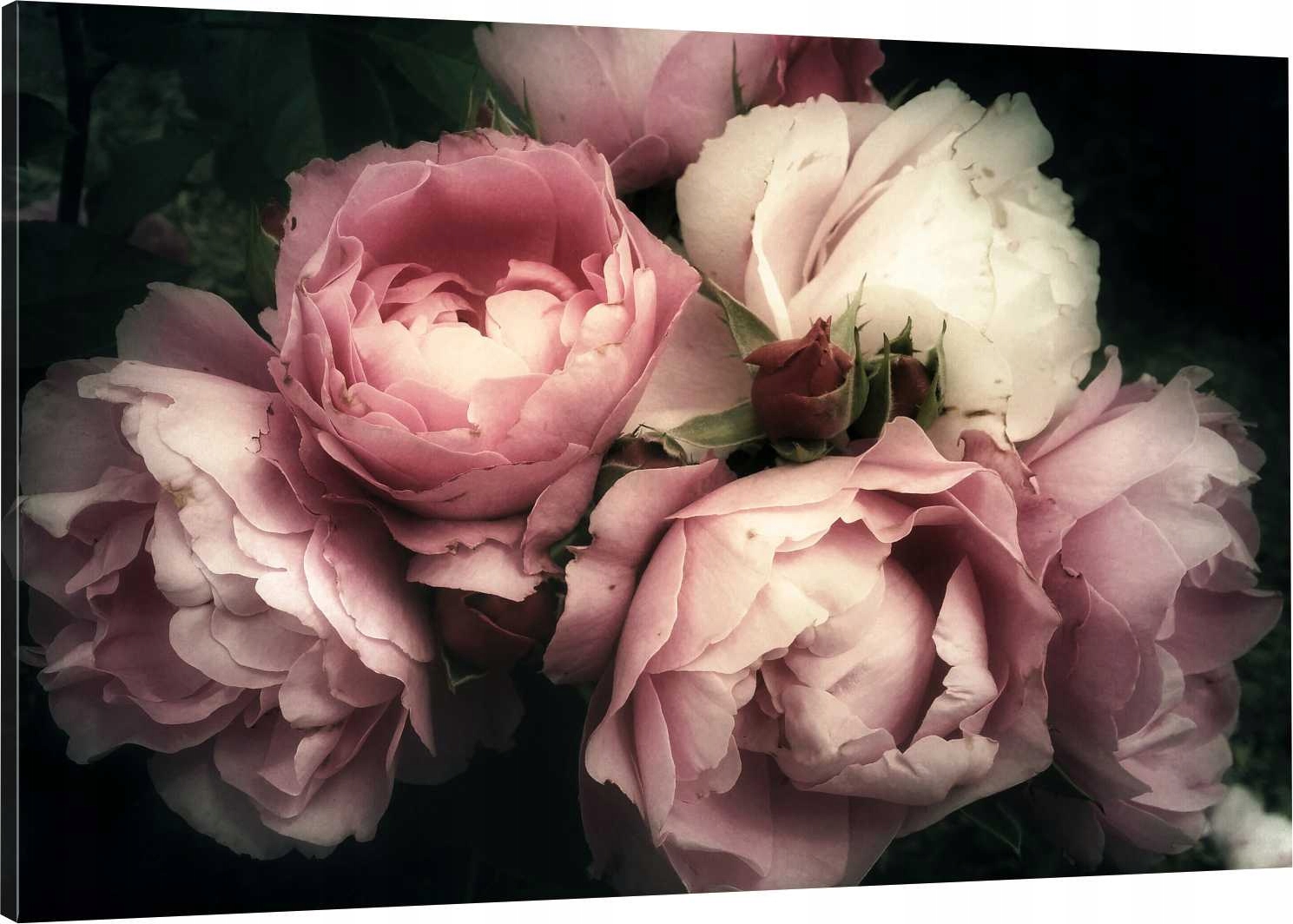 

Obraz Na Płótnie Kwiat Peonia Piwonia 90x60