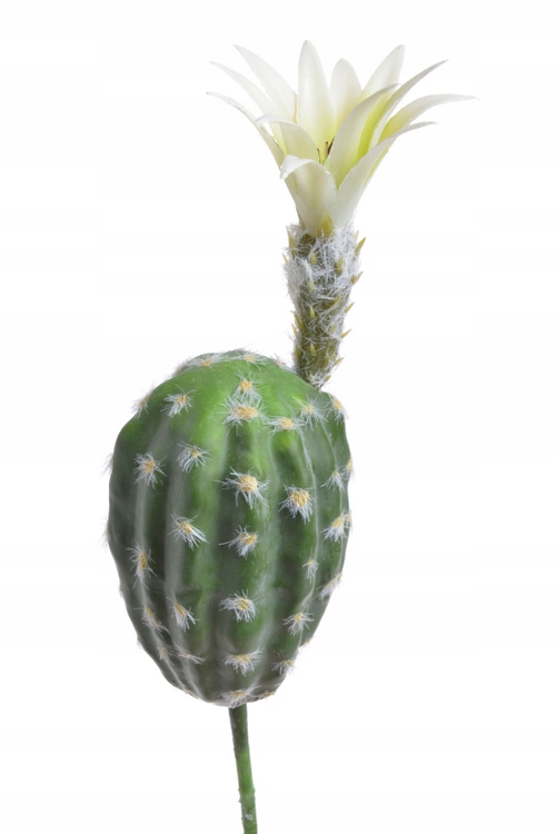 

Kaktus kwitnący jasny terrarium Tropical Terra