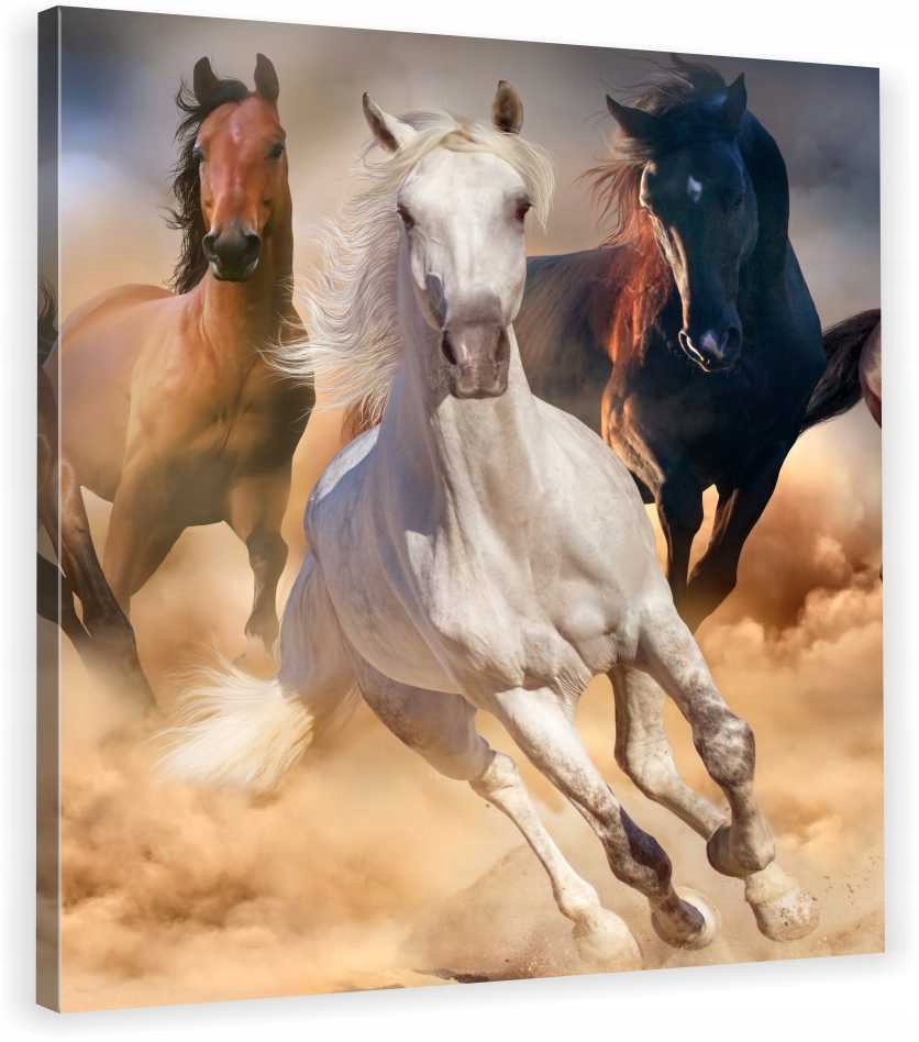 

Obraz Na Płótnie Stado Konie Galop 70x70x2cm Hit