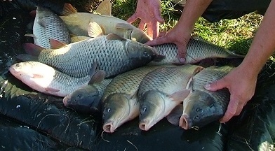 KUKURYDZA CUKK bez zalewy 125 gr RUM & ŚLIWKA Waga 125 g