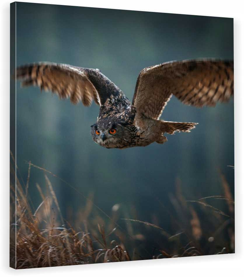 

Obraz Na Płótnie Sowa Lot 70x70x2cm Hit