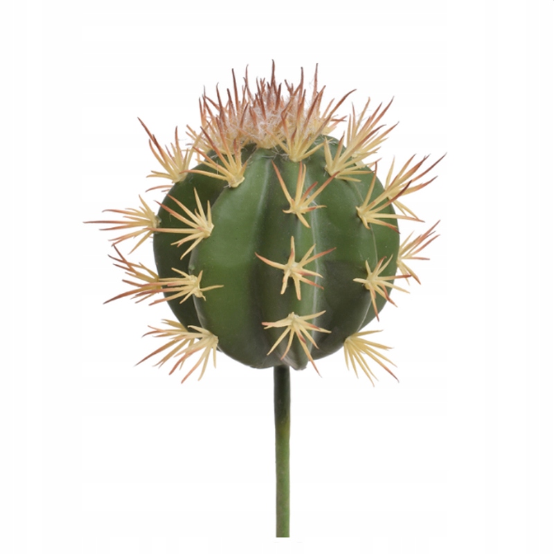 

Kaktus kula dekoracja terrarium Tropical Terra