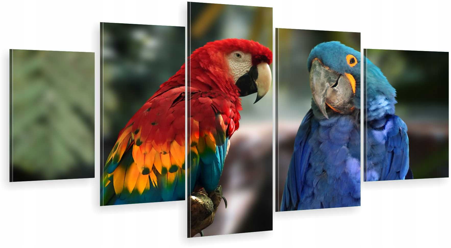 

Tryptyk 5-CZĘŚCI Na Ścianę Do Salonu Papugi 980 Wz