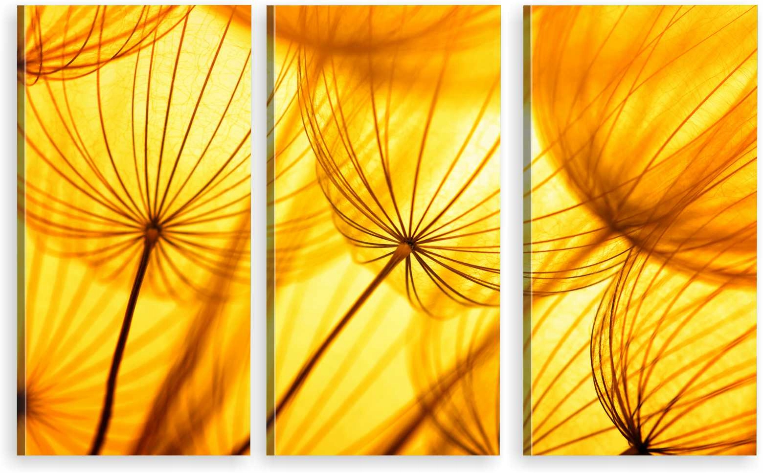 

Tryptyk Obraz Na Ścianę Dmuchawce Słońce 800 Wz