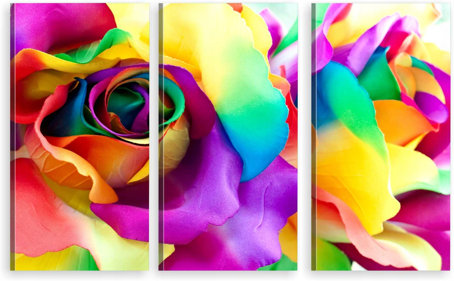 

Tryptyk Obraz Na Ścianę Kolorowe Róże 800 Wzorów