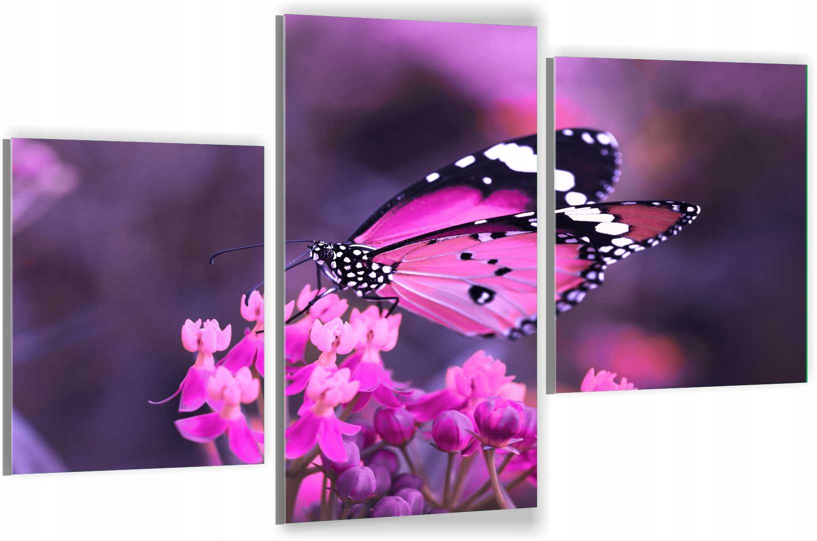 

Tryptyki Obraz Na Ścianę Motyl Motylek 800 Wzorów