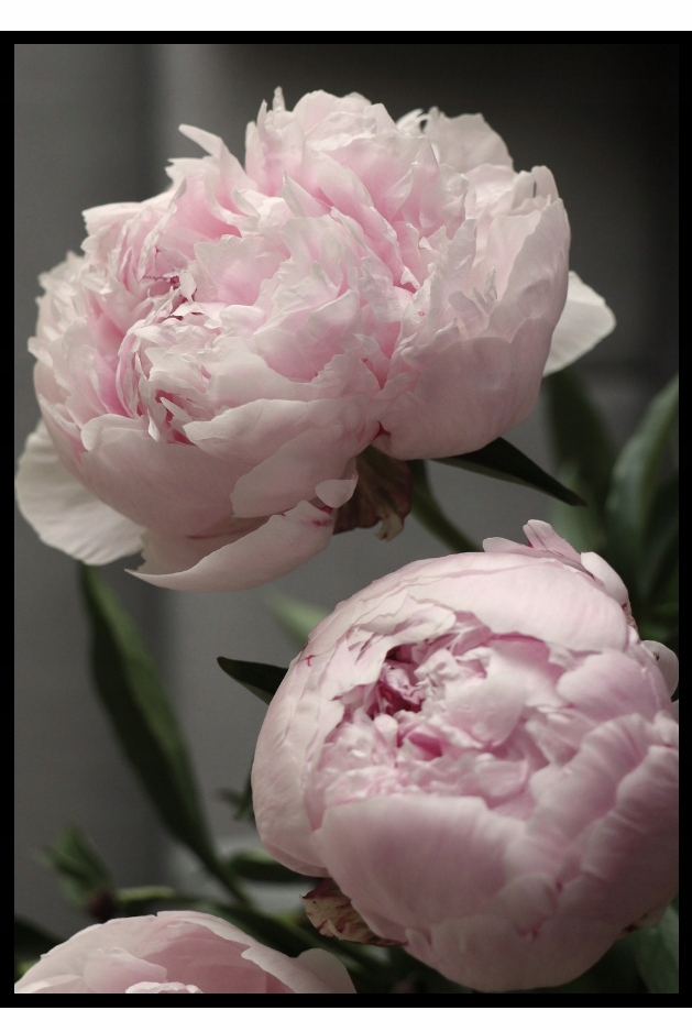 

30X40 Plakat różowe kwiaty pudrowe peonie