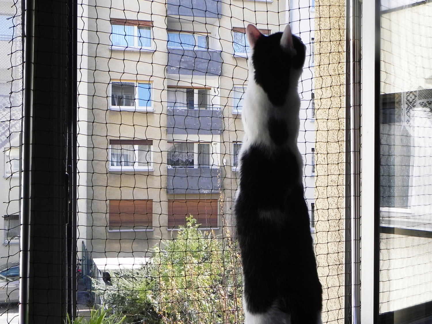 Сетка на окно для кошек антикошка купить. Балкончик антикошка. Клетка антикошка. Система антикошка. Решетка антикошка.