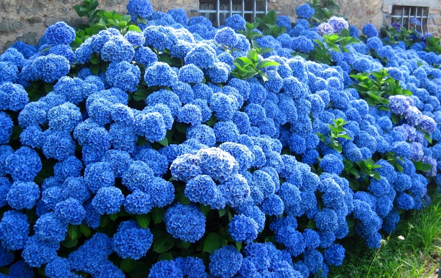 NAJBARDZIEJ NIEBIESKA HORTENSJA NIKKO BLUE ODPORNA 8215044772 - Allegro.pl