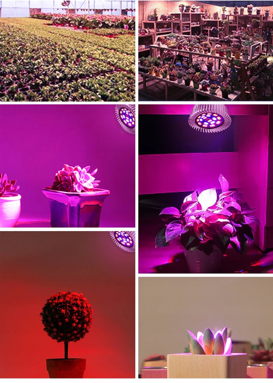 ŻARÓWKA LED GROW LIGHT DO UPRAWY ROŚLIN 50W E27 Kąt świecenia 120°