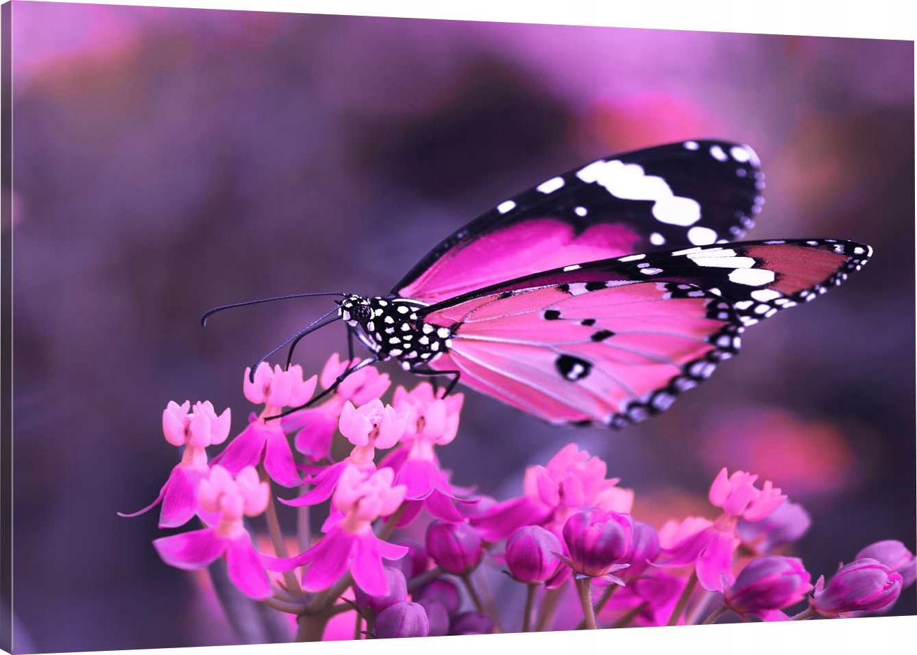 

Obraz Na Płótnie Motyl Motylek 110x70 800 Wzorów