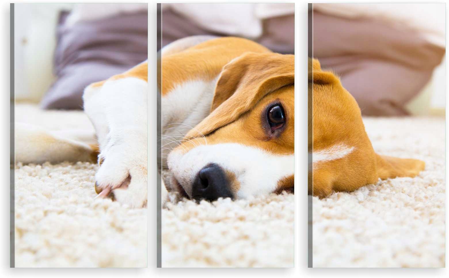 

Tryptyk Obraz Na Ścianę Beagle Pies Pupil 980 Wz