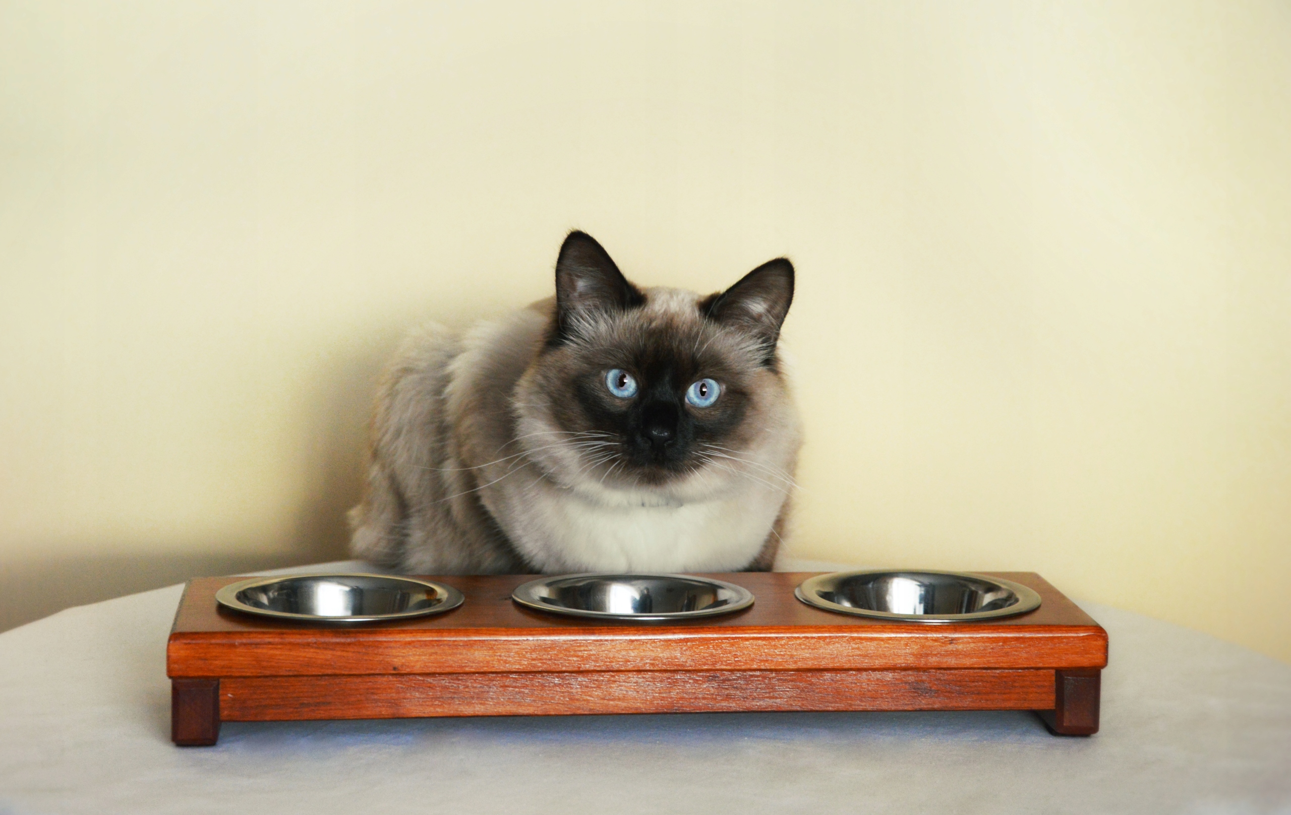 

Stojak na miski dla psa lub kota z drewna