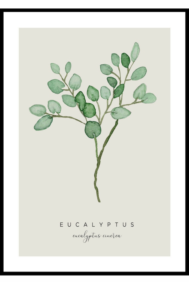 

A4 eukaliptus plakat, akwarela, rośliny, modny