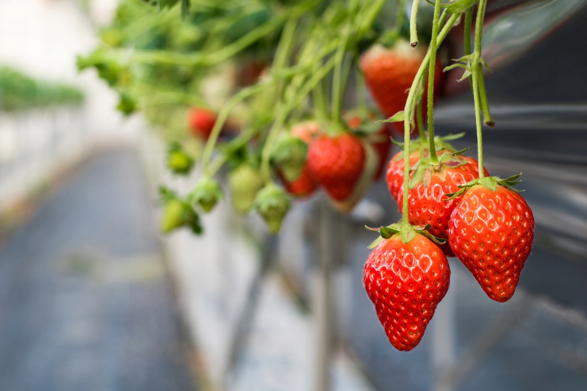 

Agrotkanina tkanina Mata Na Chwasty 0,8x25m od Ajj