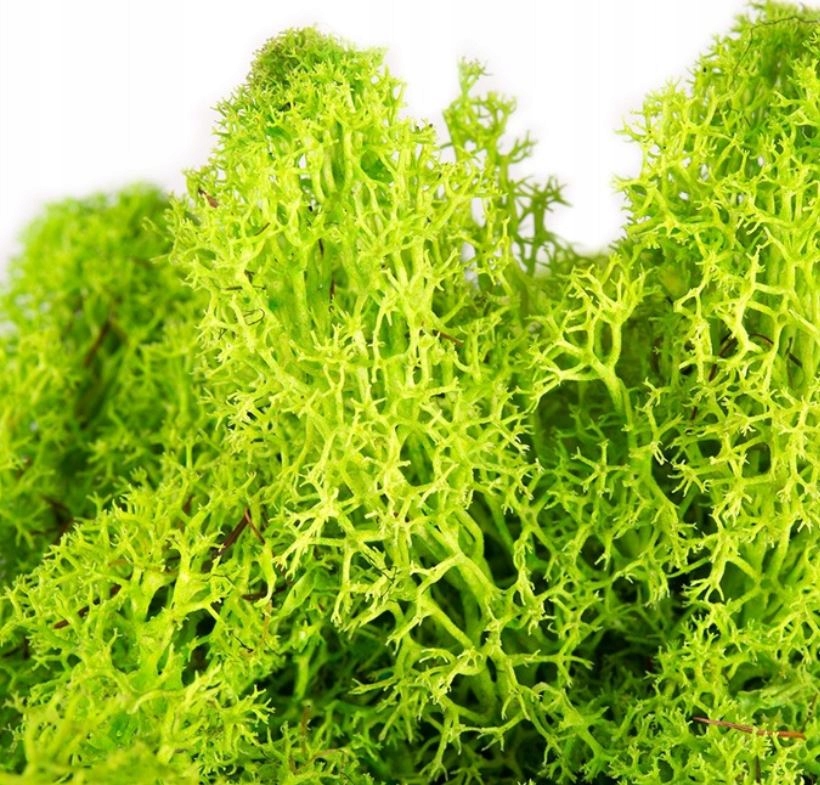 

Mech chrobotek zielony trawka żywa 30g preparowany