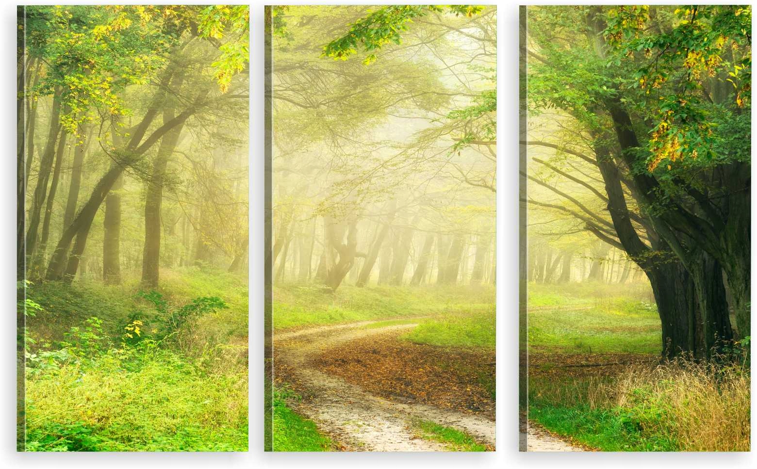 

Tryptyk Obraz Na Ścianę Dróżka Las Natura 980 Wz