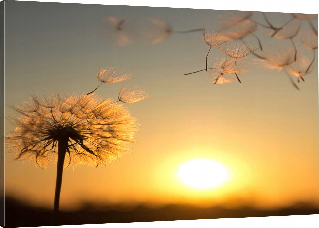 

Obraz Na Płótnie Słońce Dmuchawiec 120X80 800 Wz
