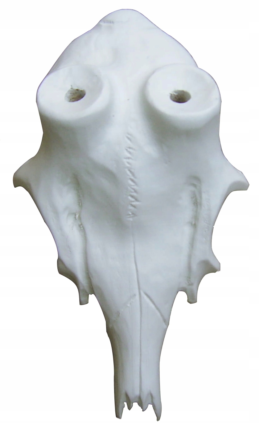 Lebka na vyhazování roháče Dub