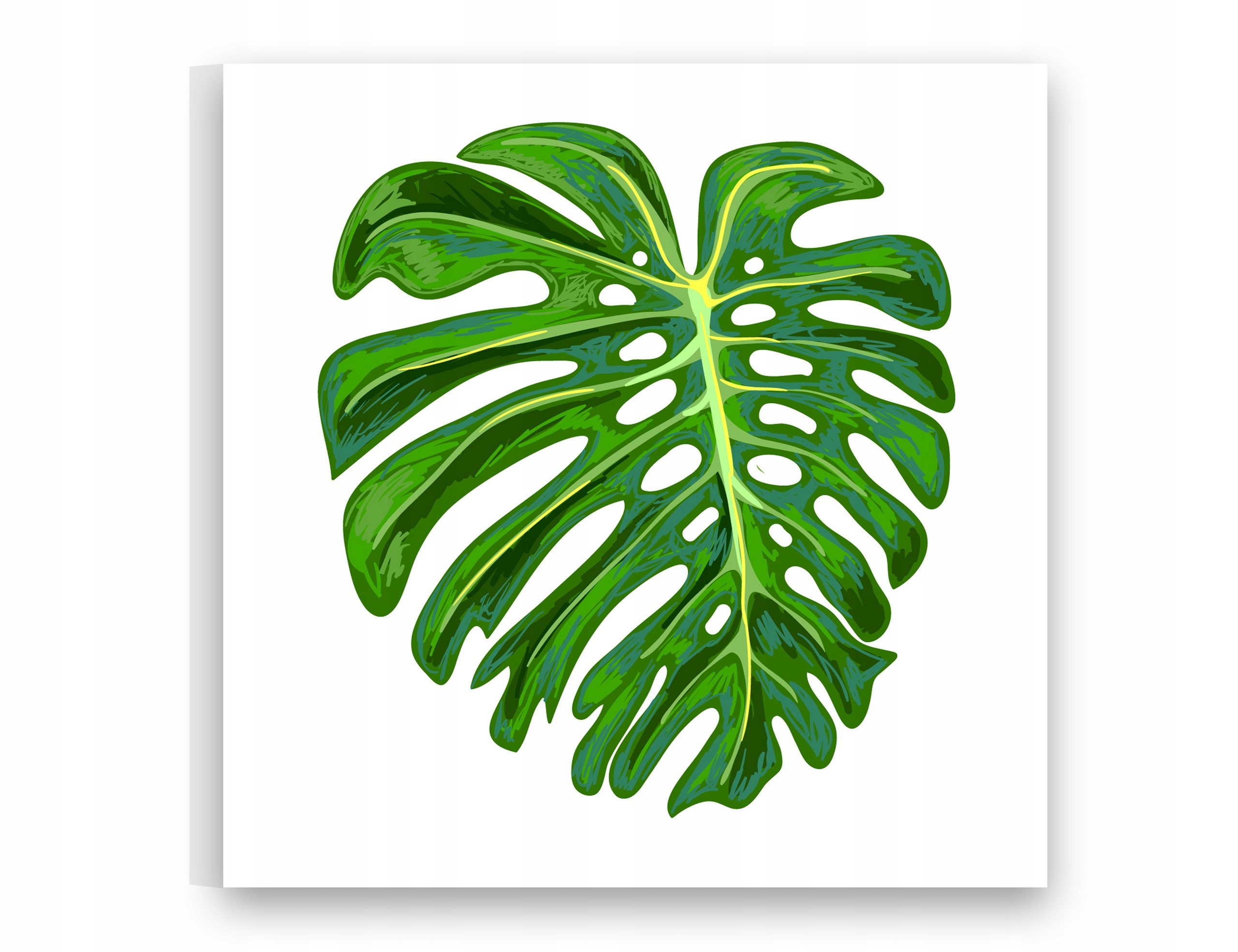

Obrazy na płótnie 30X30 Obraz Liść Monstera