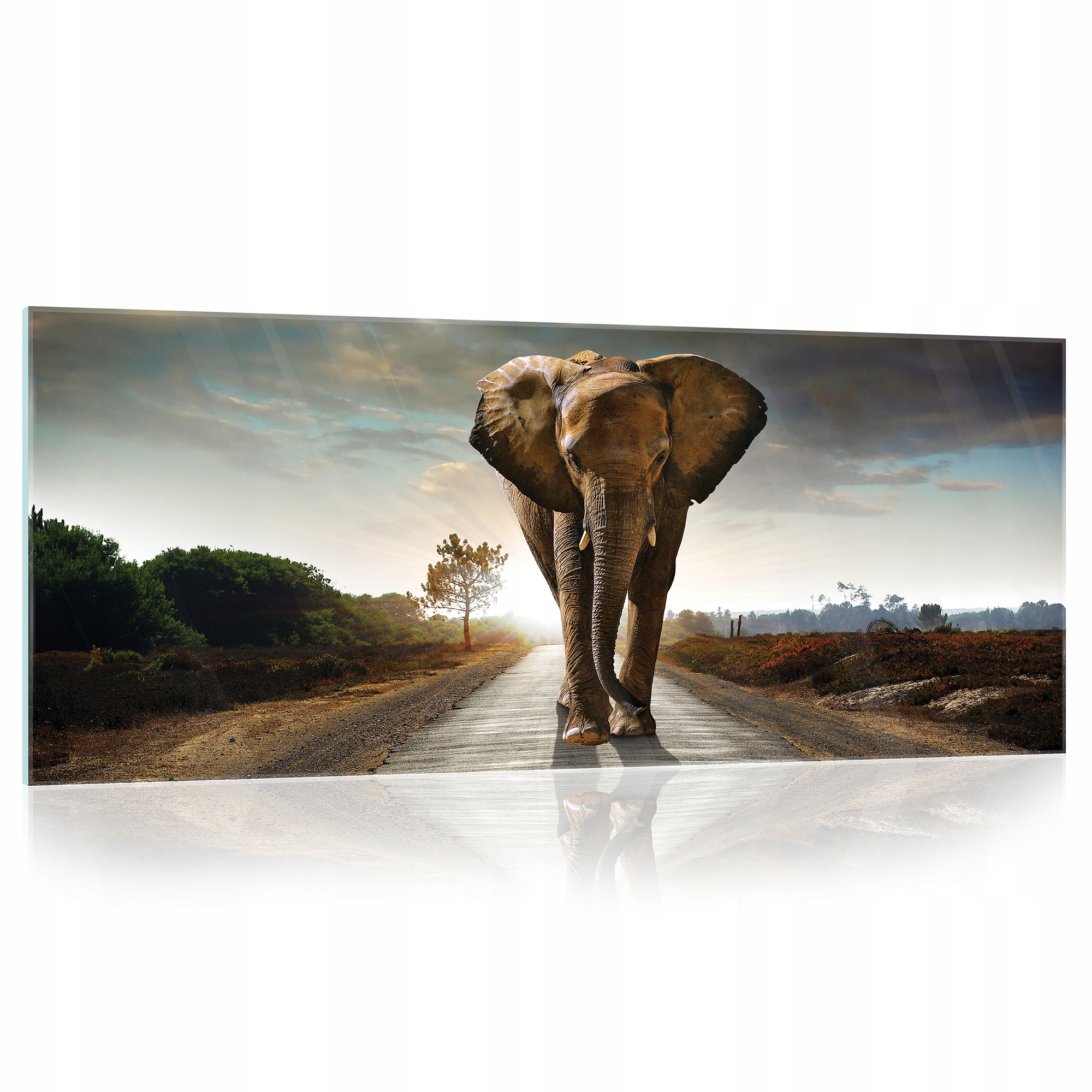 Obraz na skle moderní slon 3D 125x50