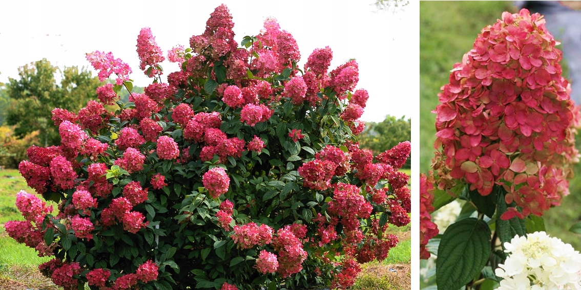 Hortensja bukietowa FIRE LIGHT INTENSYWNA CZERWIEŃ EAN 5904172842190