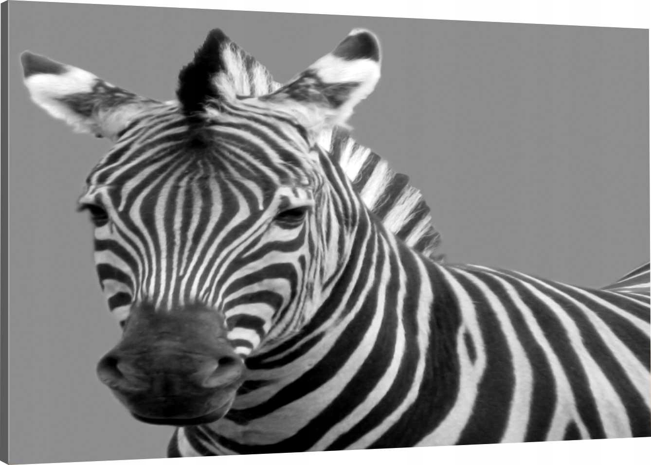 

Obraz Na Płótnie Zebra 100x70 800 Wzorów