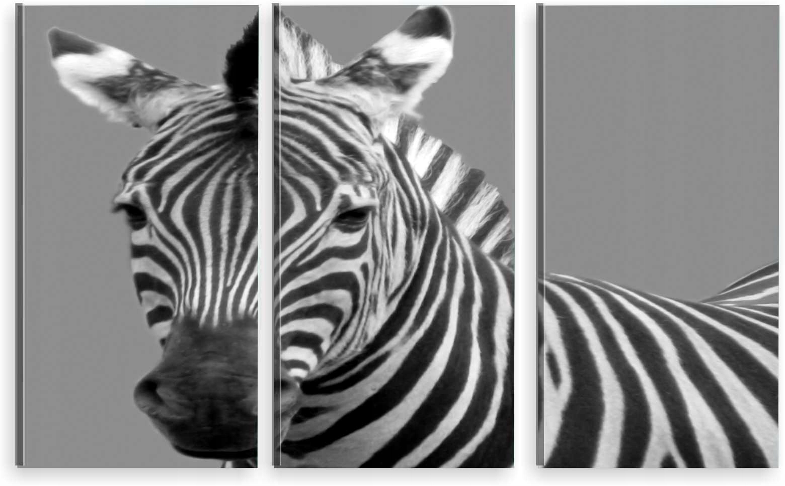

Tryptyk Obraz Na Ścianę Zebra 800 Wzorów