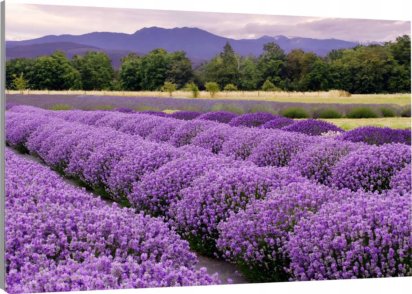 

Obraz Na Płótnie Lawendowe Pole 70x50 800 Wzorów