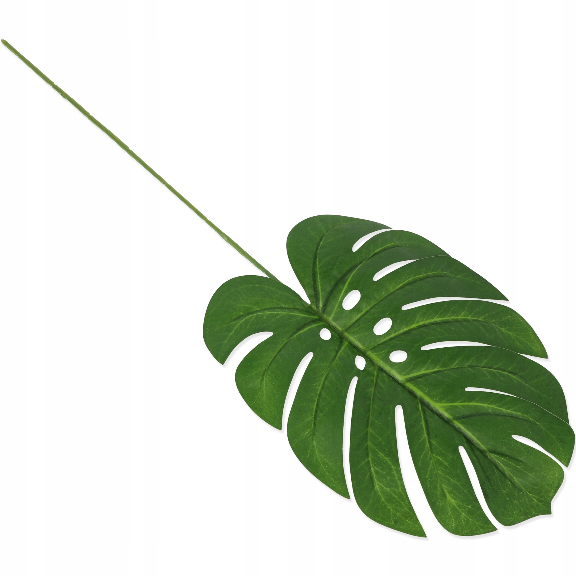 

Liść Monstera Guma Duży