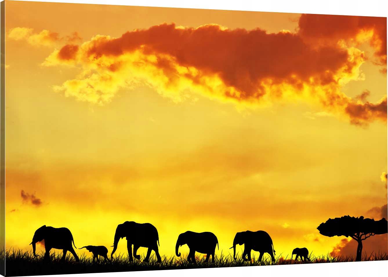 

Obraz Na Płótnie Słonie Safari 90x60 800 Wzorów