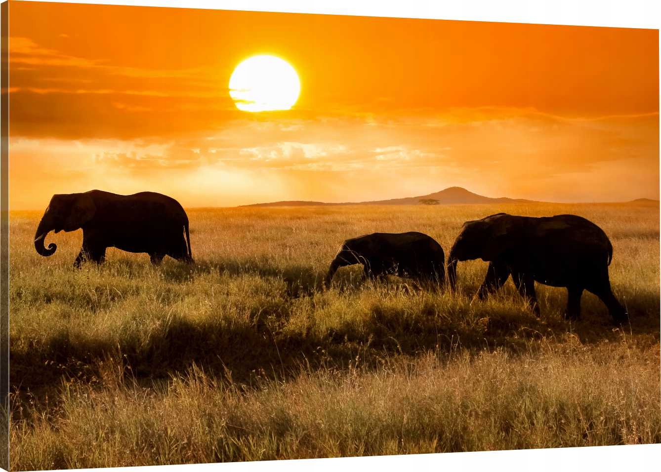 

Obraz Na Płótnie Afryka Słonie 90x60 800 Wzorów