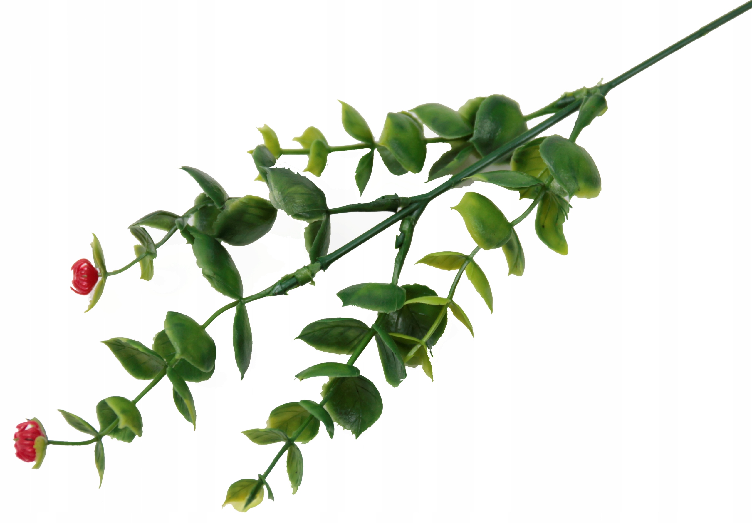 

Eukaliptus gałązka dekoracyjna Cena za 3 sztuki Cz