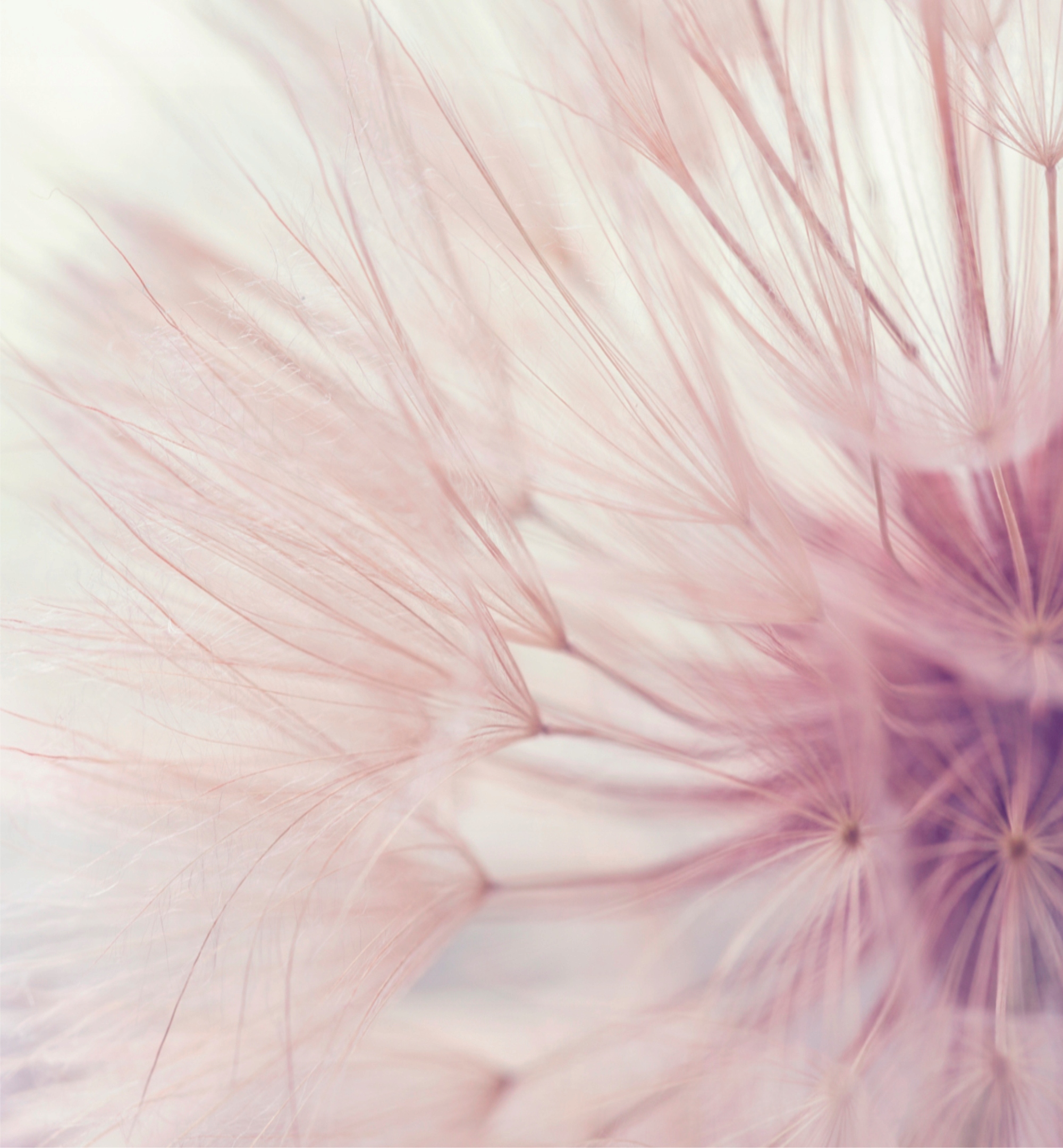 

Fototapeta 3D Dmuchawce 250x270cm Flizelina