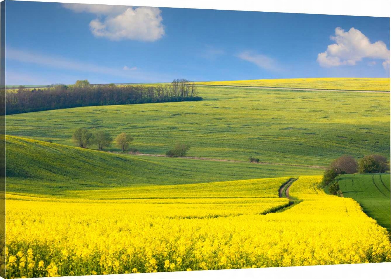 

Obraz Na Płótnie Pole Rzepak Wieś 100x70 980 Wz