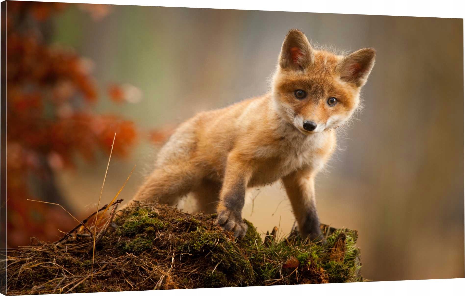 

Obraz Na Płótnie nowoczesny dziki lis 110x70