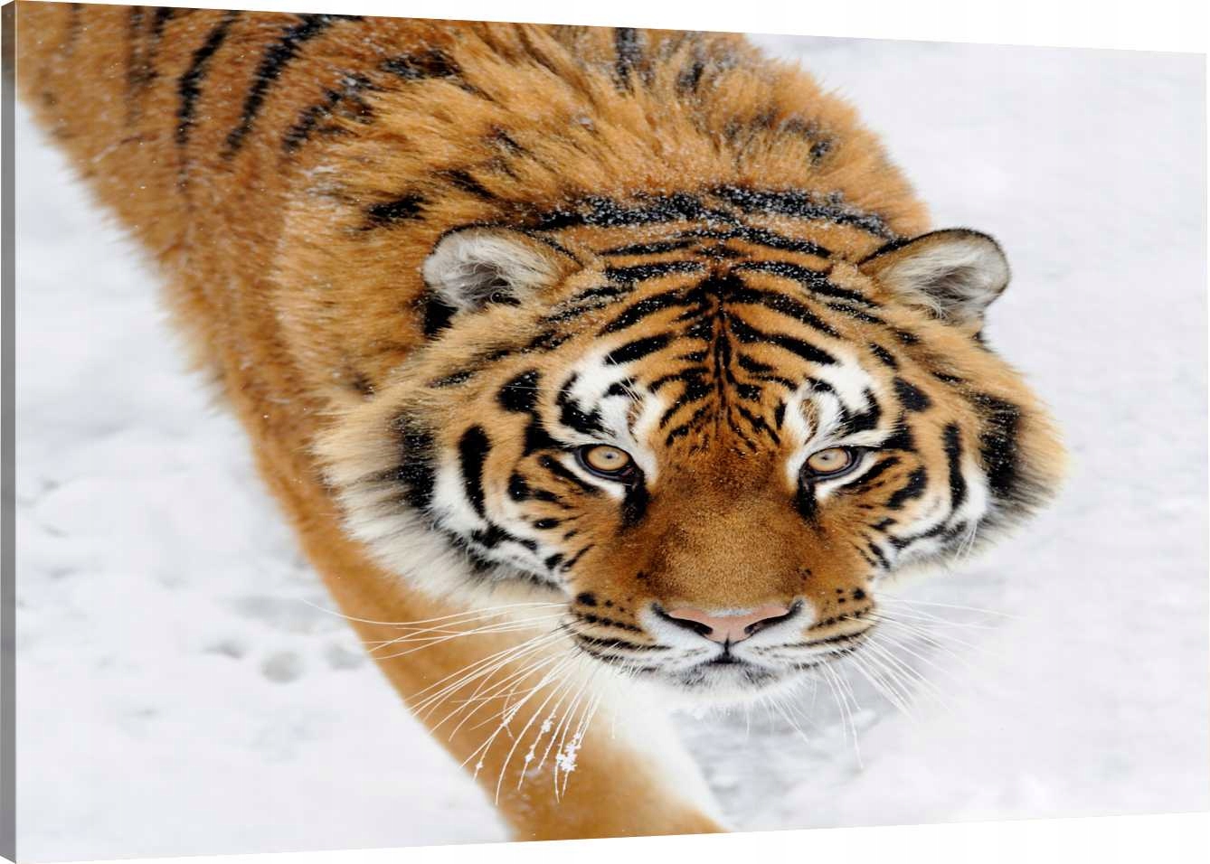 

Obraz Na Płótnie Tygrys Wzrok 70x50 800 Wzorów