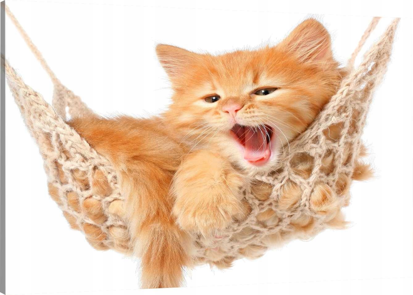 

Obraz Na Płótnie Rudy Kociak Kot 90x60 800 Wzorów