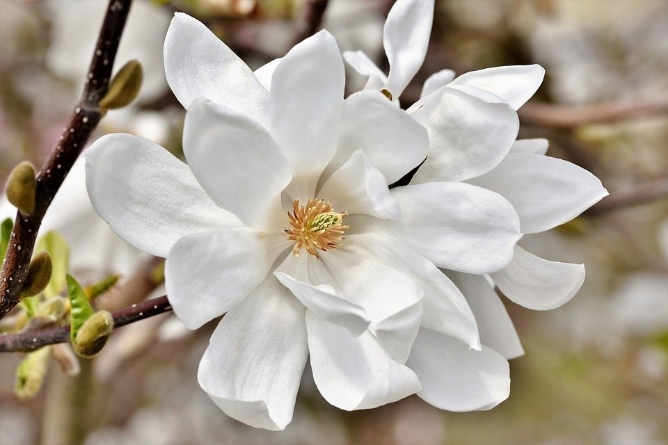 AGRECOL NAWÓZ ODŻYWKA DO MAGNOLII MAGNOLIA Forma granulat