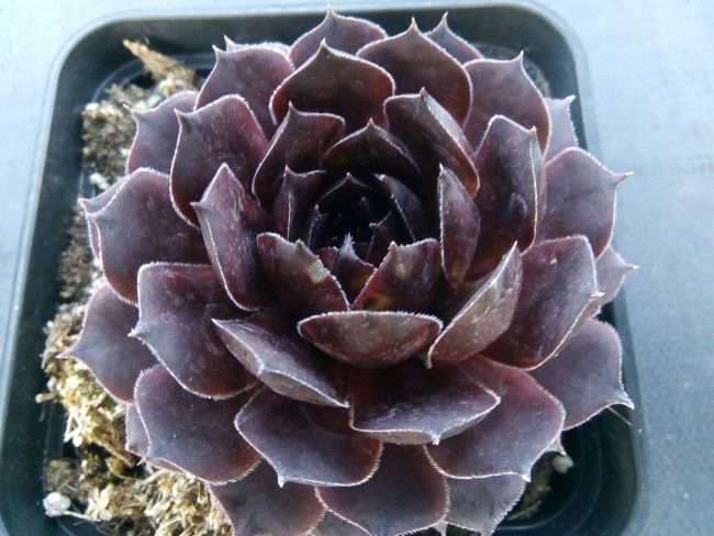 Rojnik 55 VOLKMAR SCHARA ceniona ciemna